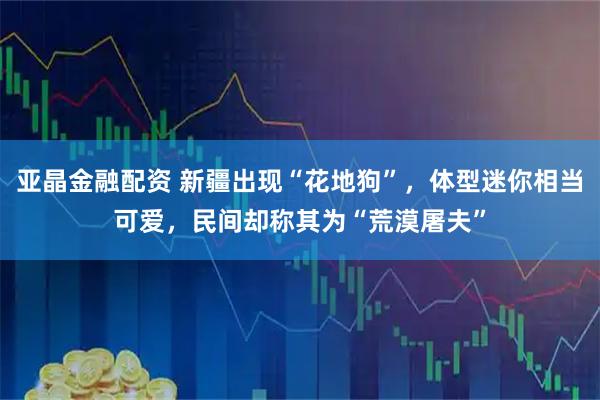 亚晶金融配资 新疆出现“花地狗”，体型迷你相当可爱，民间却称其为“荒漠屠夫”